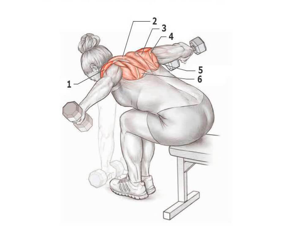 Как накачать спину в домашних мужчине. Упражнения для задних дельтовидных мышц с гантелями. Прокачка широчайших мышц спины гантелями. Задняя головка дельтовидной мышцы упражнения. Упражнения для накачки спины гантелями.